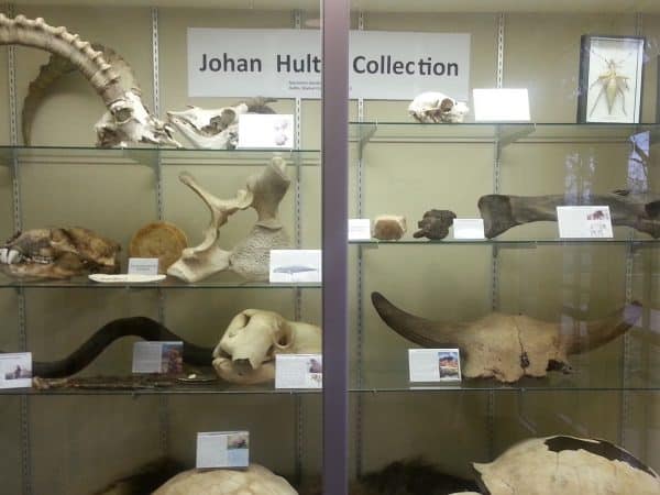 Fisk Museum bone collection.