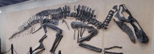 Dinosaur skeleton on display in Hillsdale’s D. M. Fisk Museum of Natural History.