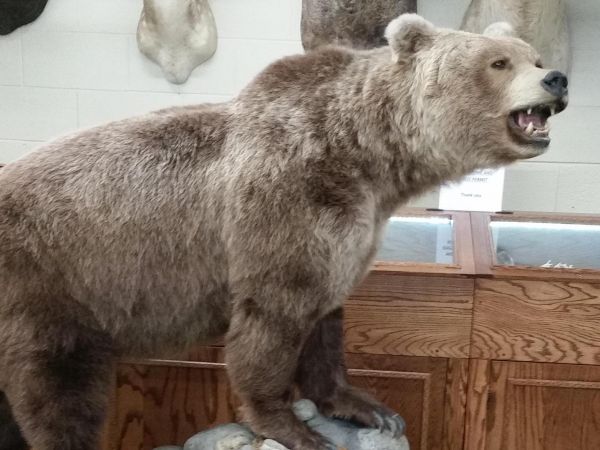 Taxidermied grizzly bear.