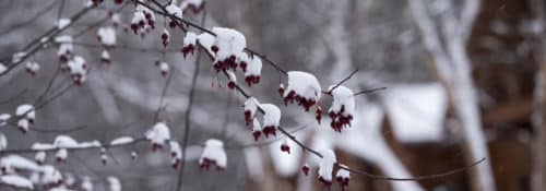 Closeup of a crab apple tree during the winter, covered in snow.
