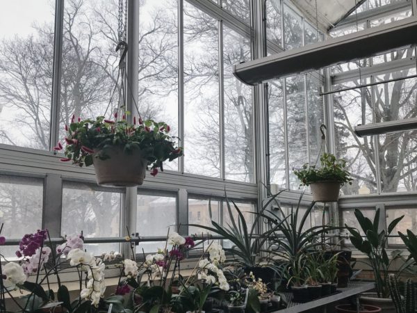 Greenhouse with hanging plants